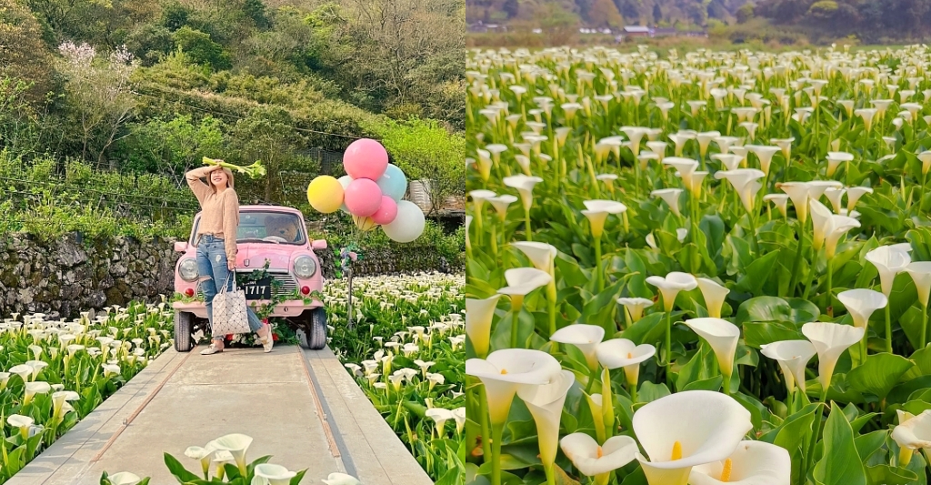 台北北投｜名陽匍休閒農莊，陽明山海芋季開始了，可愛粉紅噗噗車超好拍 @飛天璇的口袋
