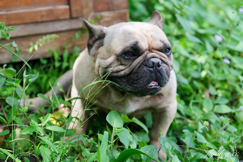 南投漁池|日月潭湖の怪物咖啡,超可愛的紅龜粿下午茶,綜藝節目營業中拍攝地 @飛天璇的口袋 南投漁池|日月潭湖の怪物咖啡,超可愛的紅龜粿下午茶,綜藝節目營業中拍攝地 @飛天璇的口袋