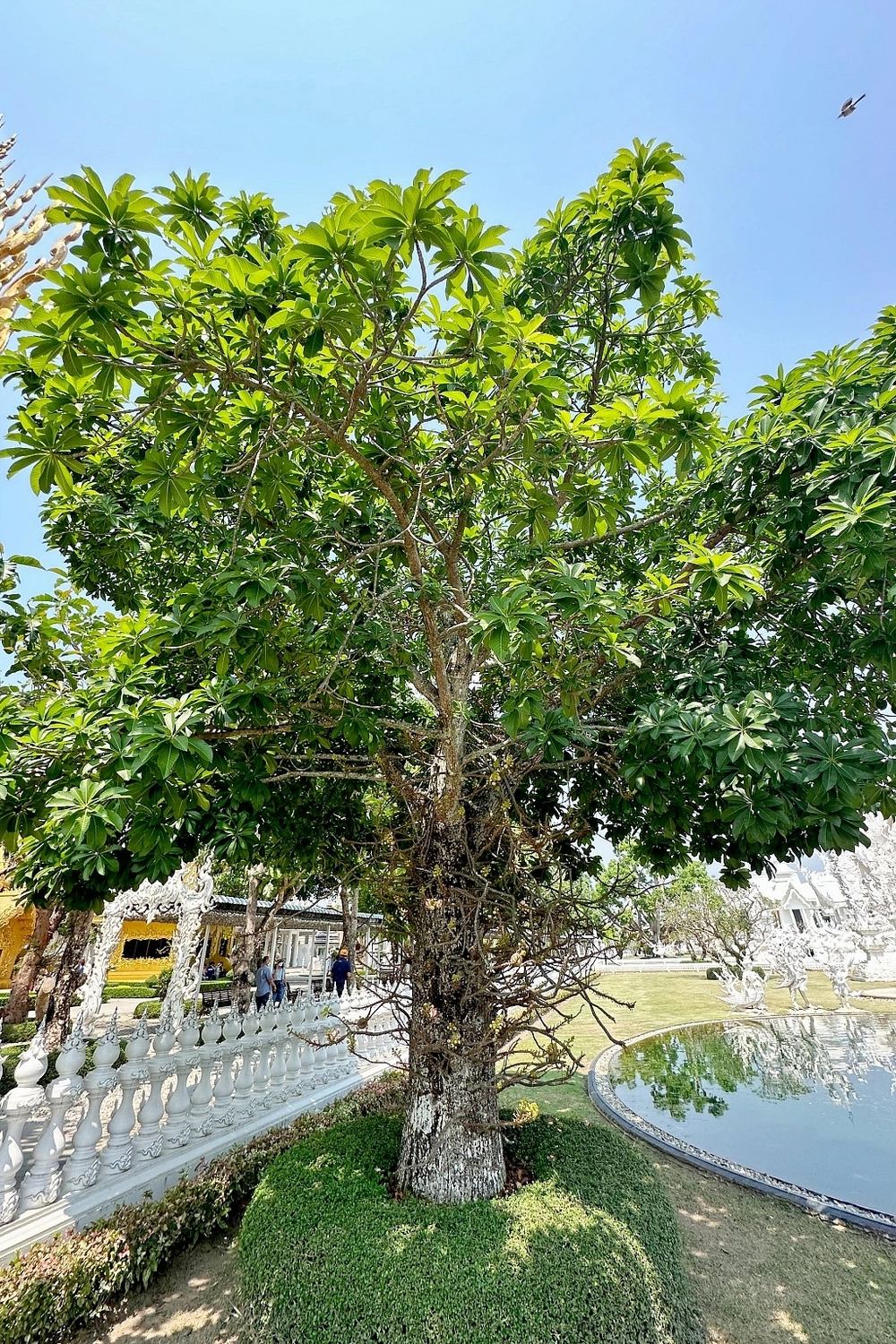 泰國清萊｜清邁一日遊，白廟、黑廟、藍廟和長頸族村，欣賞清萊的建築藝術 @飛天璇的口袋