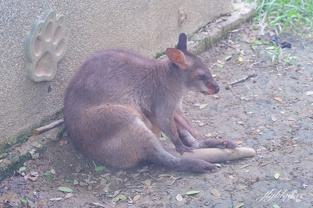 高雄鼓山｜壽山動物園，歷經2年整修重新開幕，暑假期間12歲小朋友免門票 @飛天璇的口袋