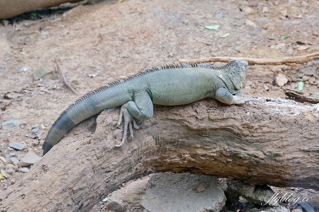 高雄鼓山｜壽山動物園，歷經2年整修重新開幕，暑假期間12歲小朋友免門票 @飛天璇的口袋