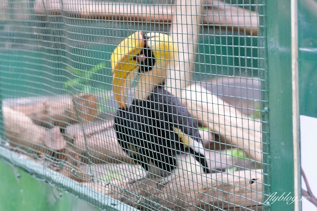 高雄鼓山｜壽山動物園，歷經2年整修重新開幕，暑假期間12歲小朋友免門票 @飛天璇的口袋
