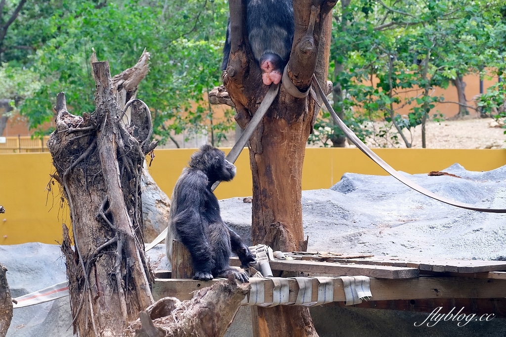 高雄鼓山｜壽山動物園，歷經2年整修重新開幕，暑假期間12歲小朋友免門票 @飛天璇的口袋