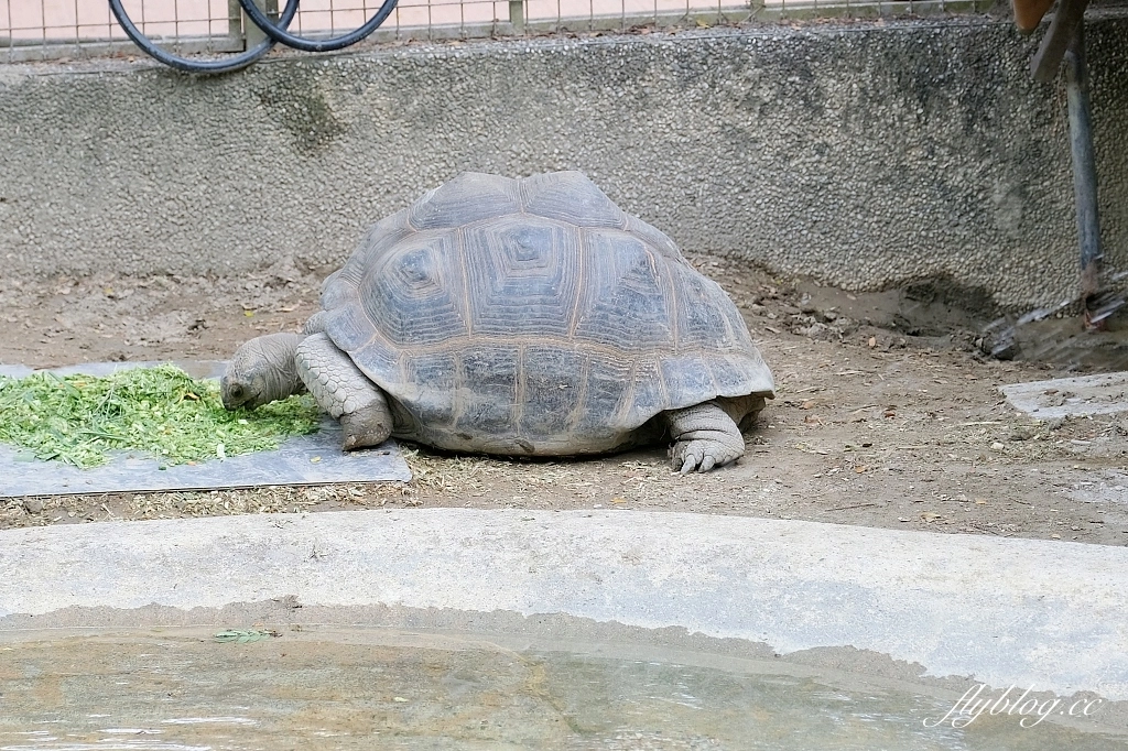 高雄鼓山｜壽山動物園，歷經2年整修重新開幕，暑假期間12歲小朋友免門票 @飛天璇的口袋