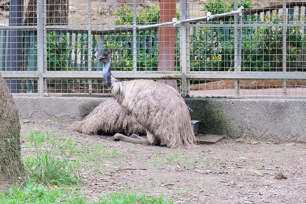 高雄鼓山｜壽山動物園，歷經2年整修重新開幕，暑假期間12歲小朋友免門票 @飛天璇的口袋