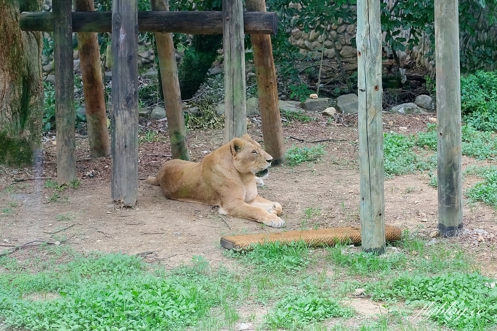 高雄鼓山｜壽山動物園，歷經2年整修重新開幕，暑假期間12歲小朋友免門票 @飛天璇的口袋
