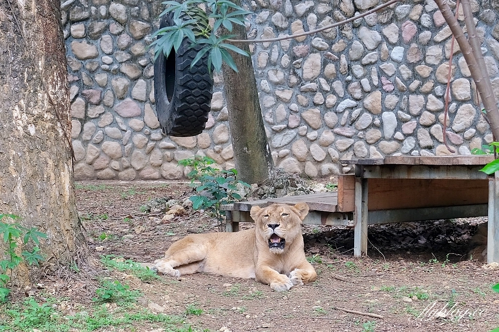 高雄鼓山｜壽山動物園，歷經2年整修重新開幕，暑假期間12歲小朋友免門票 @飛天璇的口袋