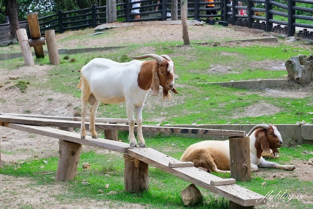 高雄鼓山｜壽山動物園，歷經2年整修重新開幕，暑假期間12歲小朋友免門票 @飛天璇的口袋