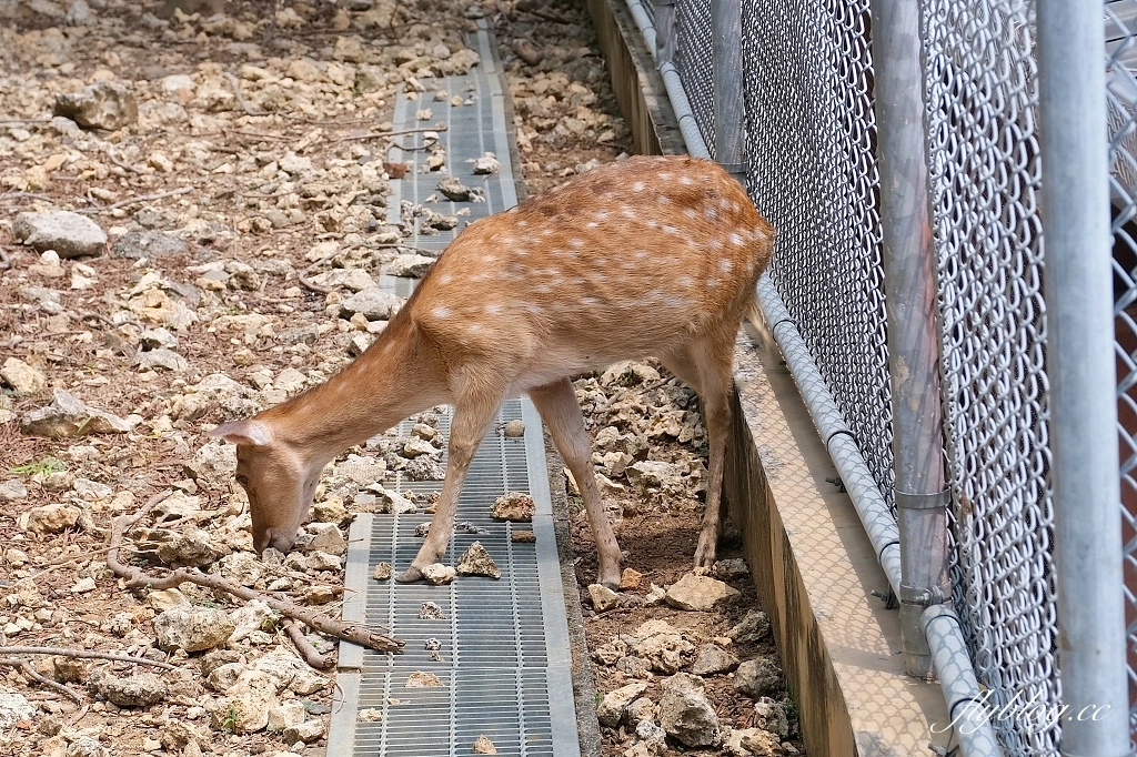 高雄鼓山｜壽山動物園，歷經2年整修重新開幕，暑假期間12歲小朋友免門票 @飛天璇的口袋