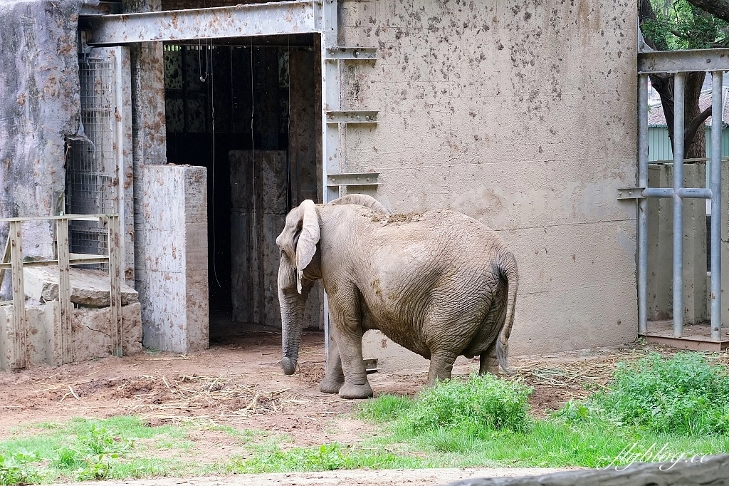 高雄鼓山｜壽山動物園，歷經2年整修重新開幕，暑假期間12歲小朋友免門票 @飛天璇的口袋