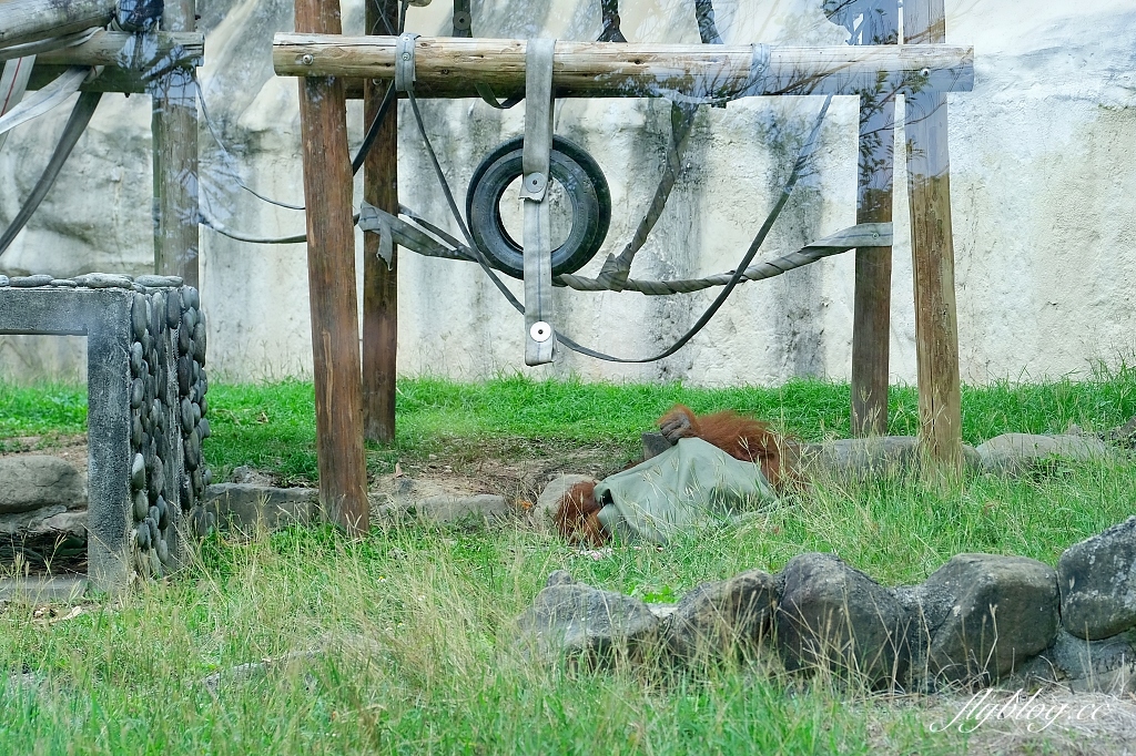 高雄鼓山｜壽山動物園，歷經2年整修重新開幕，暑假期間12歲小朋友免門票 @飛天璇的口袋