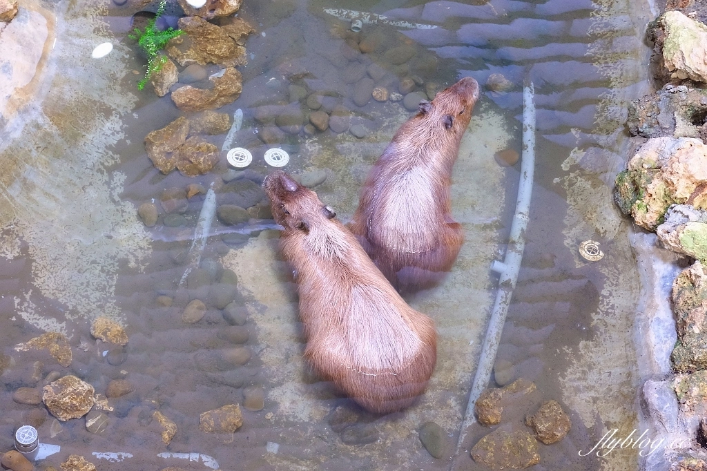 高雄鼓山｜壽山動物園，歷經2年整修重新開幕，暑假期間12歲小朋友免門票 @飛天璇的口袋