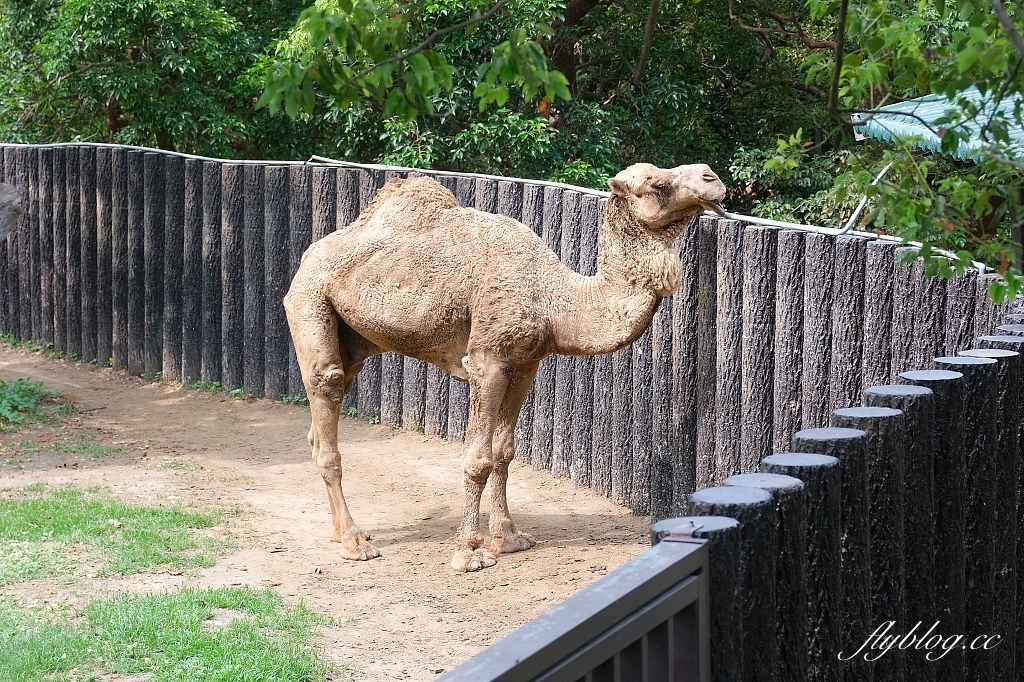 高雄鼓山｜壽山動物園，歷經2年整修重新開幕，暑假期間12歲小朋友免門票 @飛天璇的口袋