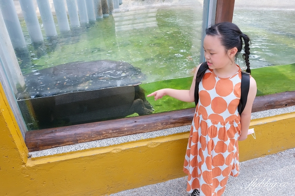 高雄鼓山｜壽山動物園，歷經2年整修重新開幕，暑假期間12歲小朋友免門票 @飛天璇的口袋
