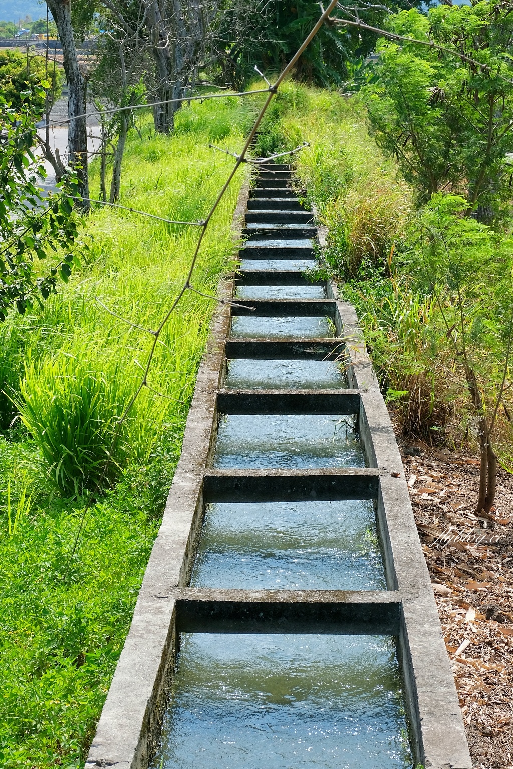 台東池上｜伯朗大道，台東最夯的打卡點天堂之路，男神金城武拍攝廣告的金城武樹 @飛天璇的口袋