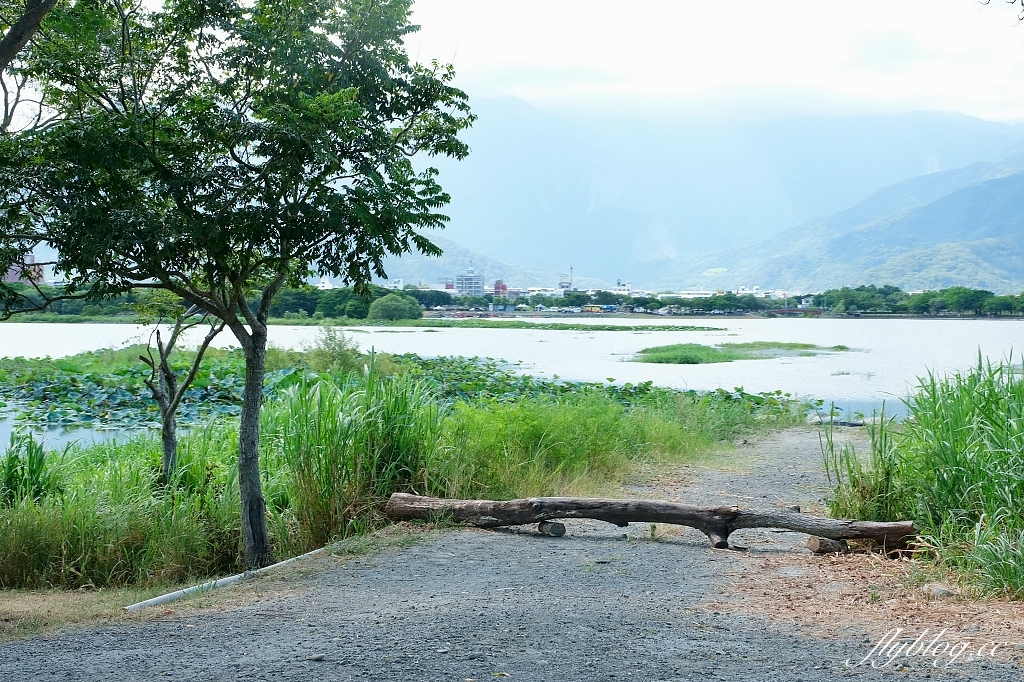 台東池上｜池上大坡池，垂釣老翁不見了，悠閒的環湖木棧步道，欣賞夏日荷花盛開 @飛天璇的口袋