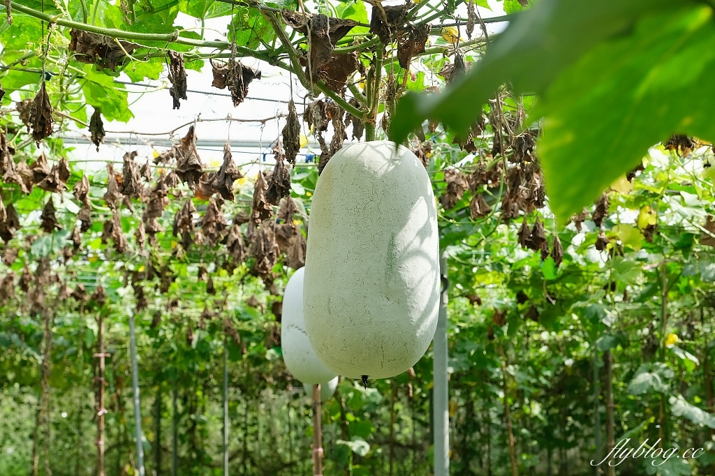 桃園大園|陽榮生態農場,門票100元抵消費,撿雞蛋、摸蜆仔、釣青蛙、餵動物 @飛天璇的口袋 桃園大園|陽榮生態農場,門票100元抵消費,撿雞蛋、摸蜆仔、釣青蛙、餵動物 @飛天璇的口袋