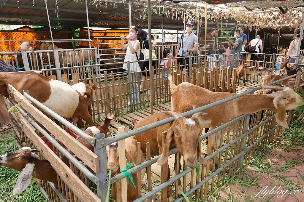 桃園大園｜陽榮生態農場，門票100元抵消費，撿雞蛋、摸蜆仔、釣青蛙、餵動物 @飛天璇的口袋