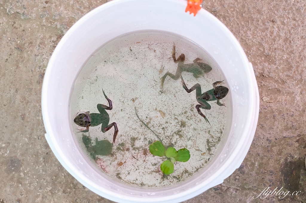 桃園大園|陽榮生態農場,門票100元抵消費,撿雞蛋、摸蜆仔、釣青蛙、餵動物 @飛天璇的口袋 桃園大園|陽榮生態農場,門票100元抵消費,撿雞蛋、摸蜆仔、釣青蛙、餵動物 @飛天璇的口袋