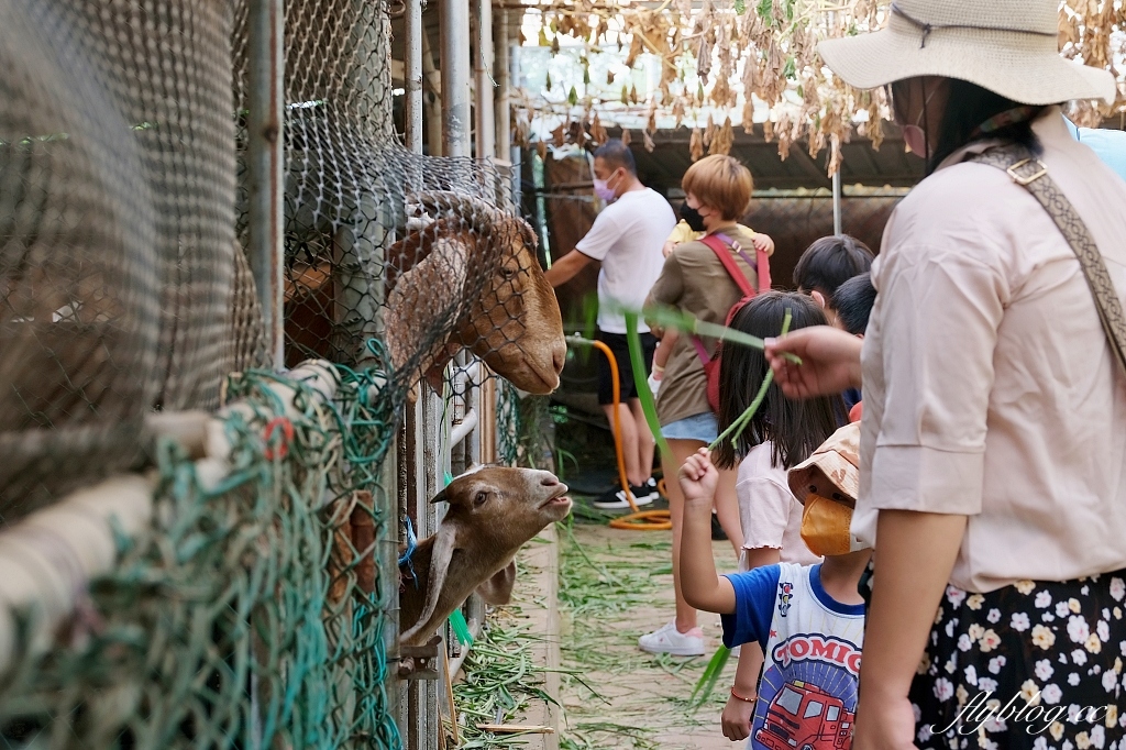 桃園大園|陽榮生態農場,門票100元抵消費,撿雞蛋、摸蜆仔、釣青蛙、餵動物 @飛天璇的口袋 桃園大園|陽榮生態農場,門票100元抵消費,撿雞蛋、摸蜆仔、釣青蛙、餵動物 @飛天璇的口袋