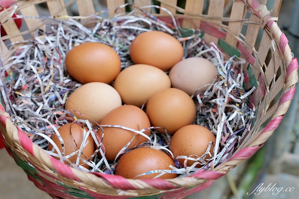 桃園大園｜陽榮生態農場，門票100元抵消費，撿雞蛋、摸蜆仔、釣青蛙、餵動物 @飛天璇的口袋