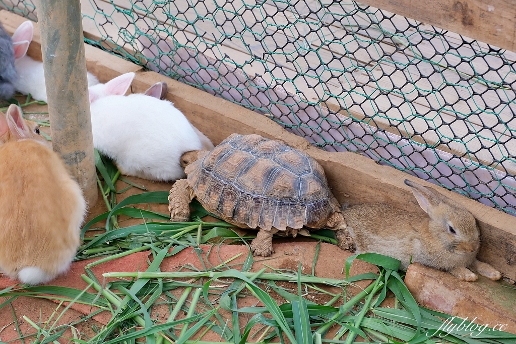 桃園大園｜陽榮生態農場，門票100元抵消費，撿雞蛋、摸蜆仔、釣青蛙、餵動物 @飛天璇的口袋