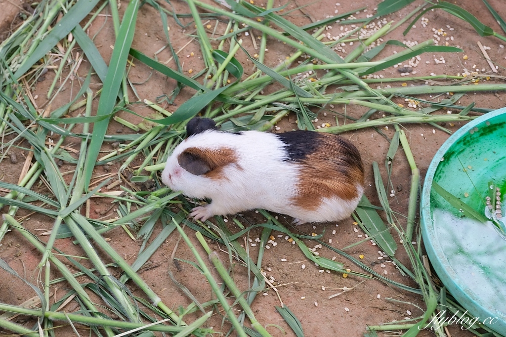 桃園大園｜陽榮生態農場，門票100元抵消費，撿雞蛋、摸蜆仔、釣青蛙、餵動物 @飛天璇的口袋