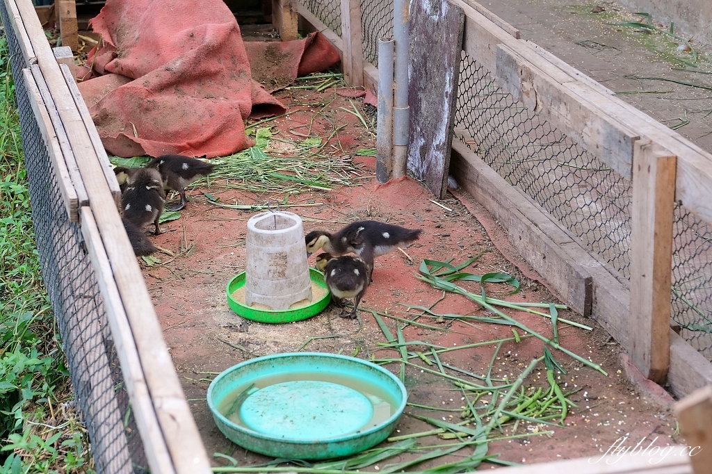 桃園大園|陽榮生態農場,門票100元抵消費,撿雞蛋、摸蜆仔、釣青蛙、餵動物 @飛天璇的口袋 桃園大園|陽榮生態農場,門票100元抵消費,撿雞蛋、摸蜆仔、釣青蛙、餵動物 @飛天璇的口袋