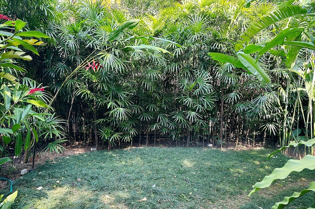 泰國清邁｜Cafe de Oasis & Toby’s Pizza，清邁森林系咖啡館，泰式料理和披薩也好吃 @飛天璇的口袋