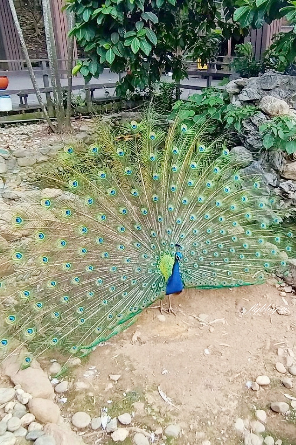 高雄鼓山｜壽山動物園，歷經2年整修重新開幕，暑假期間12歲小朋友免門票 @飛天璇的口袋