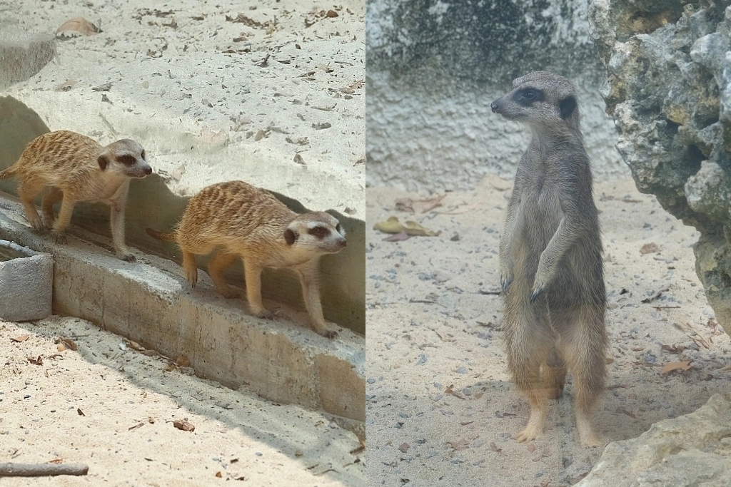 高雄鼓山｜壽山動物園，歷經2年整修重新開幕，暑假期間12歲小朋友免門票 @飛天璇的口袋