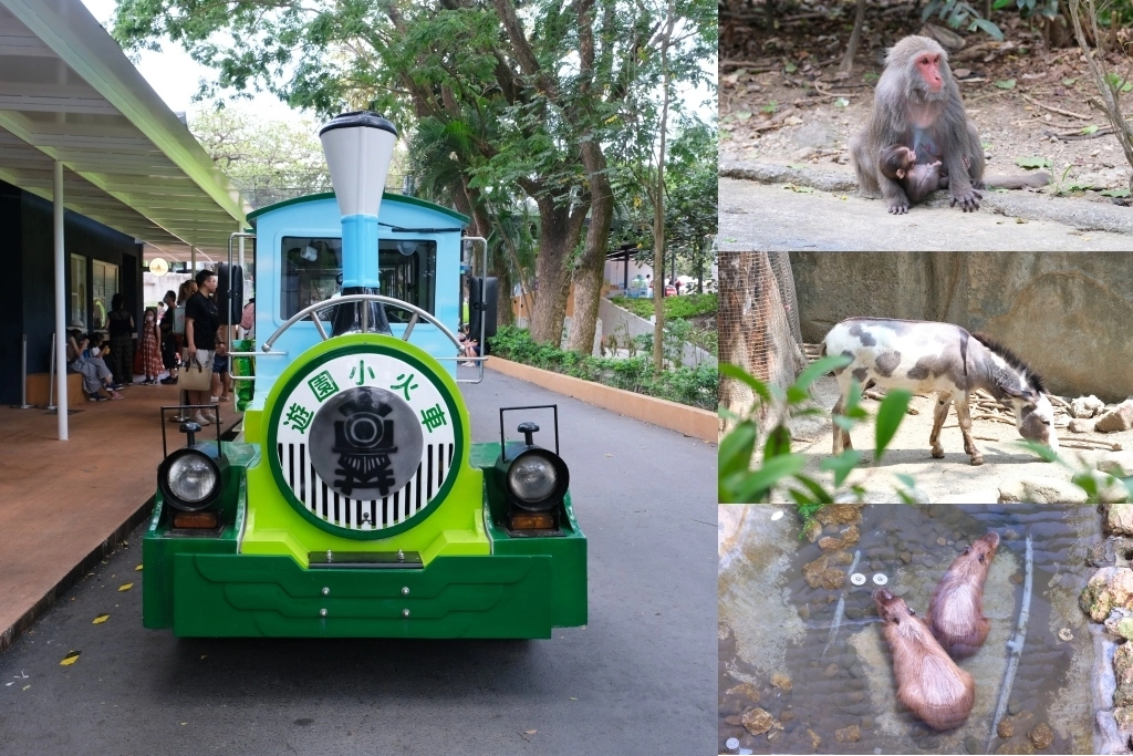 高雄鼓山｜壽山動物園，歷經2年整修重新開幕，暑假期間12歲小朋友免門票 @飛天璇的口袋