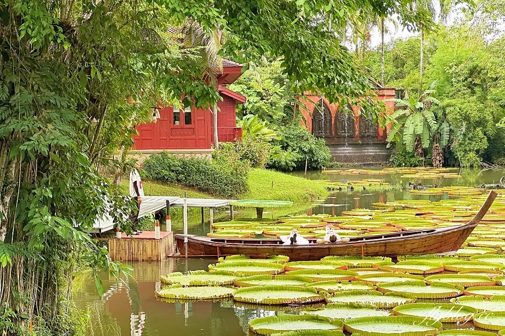 泰國普吉島｜Ma Doo Bua Cafe．普吉島最夯的網美餐廳，躺在大王荷花池上拍照打卡 @飛天璇的口袋