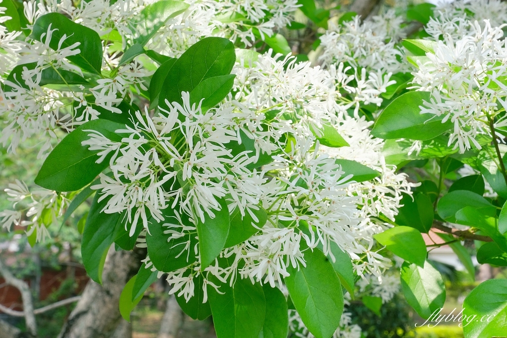 新北淡水｜小白宮．淡水百年歷史三級古蹟，前大清淡水總稅務司官邸 @飛天璇的口袋