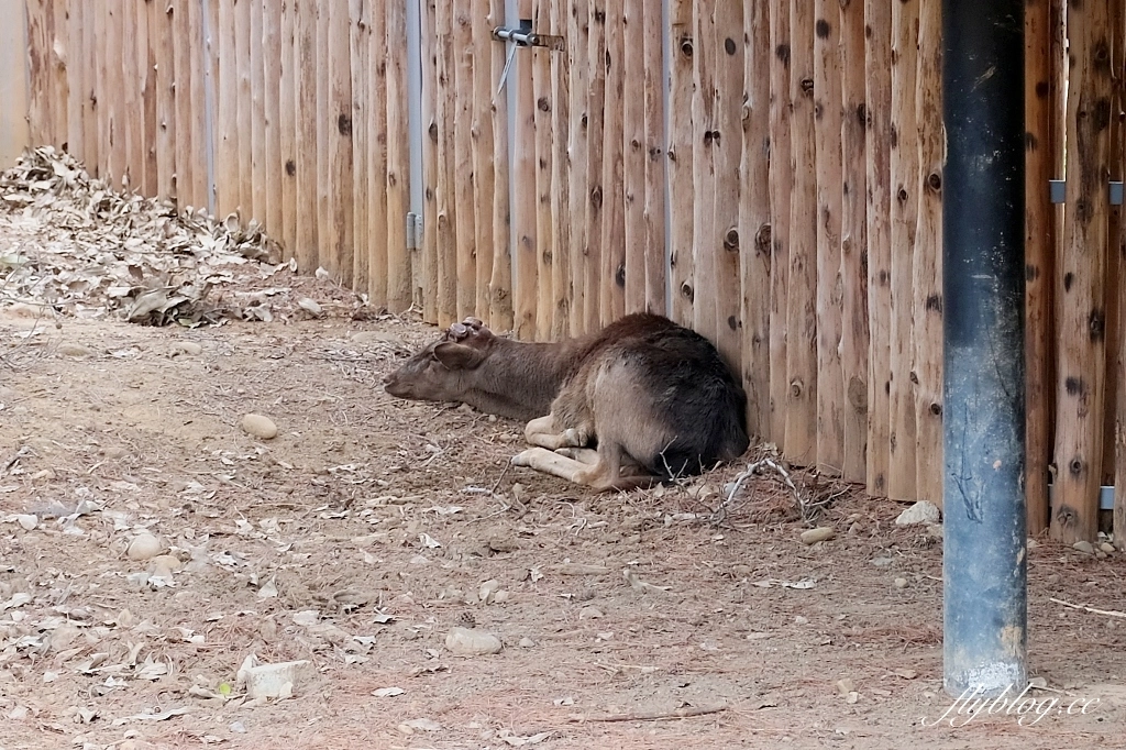 新竹東區｜新竹市立動物園．火車站步行15分鐘抵達，台灣現址最老的動物園 @飛天璇的口袋