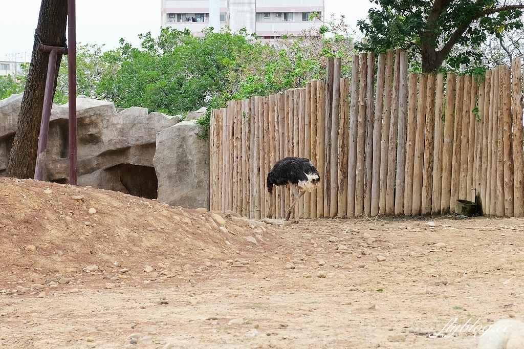 新竹東區｜新竹市立動物園．火車站步行15分鐘抵達，台灣現址最老的動物園 @飛天璇的口袋