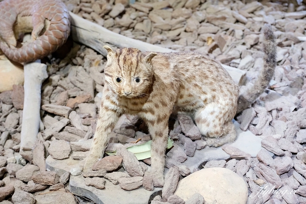 新竹東區｜新竹市立動物園．火車站步行15分鐘抵達，台灣現址最老的動物園 @飛天璇的口袋