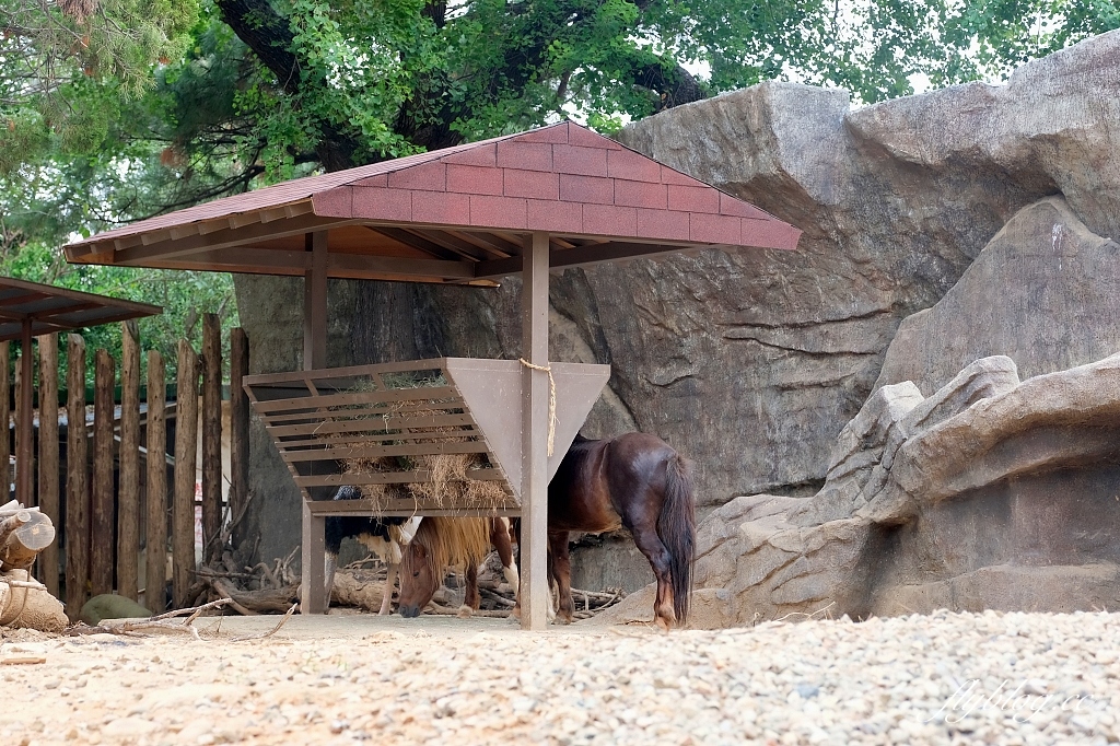 新竹東區｜新竹市立動物園．火車站步行15分鐘抵達，台灣現址最老的動物園 @飛天璇的口袋