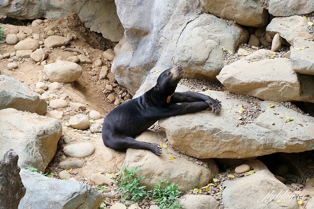 新竹東區｜新竹市立動物園．火車站步行15分鐘抵達，台灣現址最老的動物園 @飛天璇的口袋