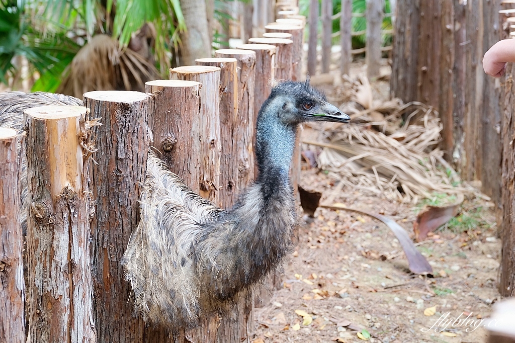 新竹東區｜新竹市立動物園．火車站步行15分鐘抵達，台灣現址最老的動物園 @飛天璇的口袋