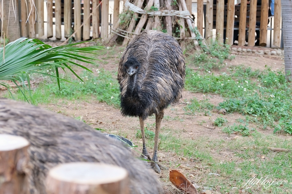 新竹東區｜新竹市立動物園．火車站步行15分鐘抵達，台灣現址最老的動物園 @飛天璇的口袋