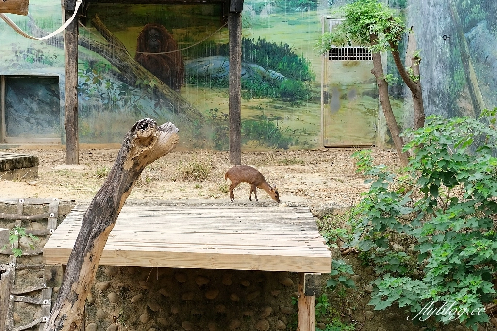新竹東區｜新竹市立動物園．火車站步行15分鐘抵達，台灣現址最老的動物園 @飛天璇的口袋