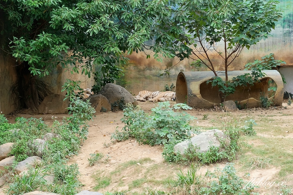 新竹東區｜新竹市立動物園．火車站步行15分鐘抵達，台灣現址最老的動物園 @飛天璇的口袋