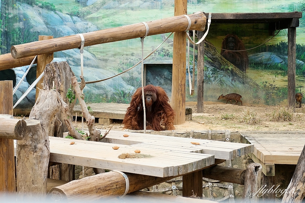 新竹東區｜新竹市立動物園．火車站步行15分鐘抵達，台灣現址最老的動物園 @飛天璇的口袋