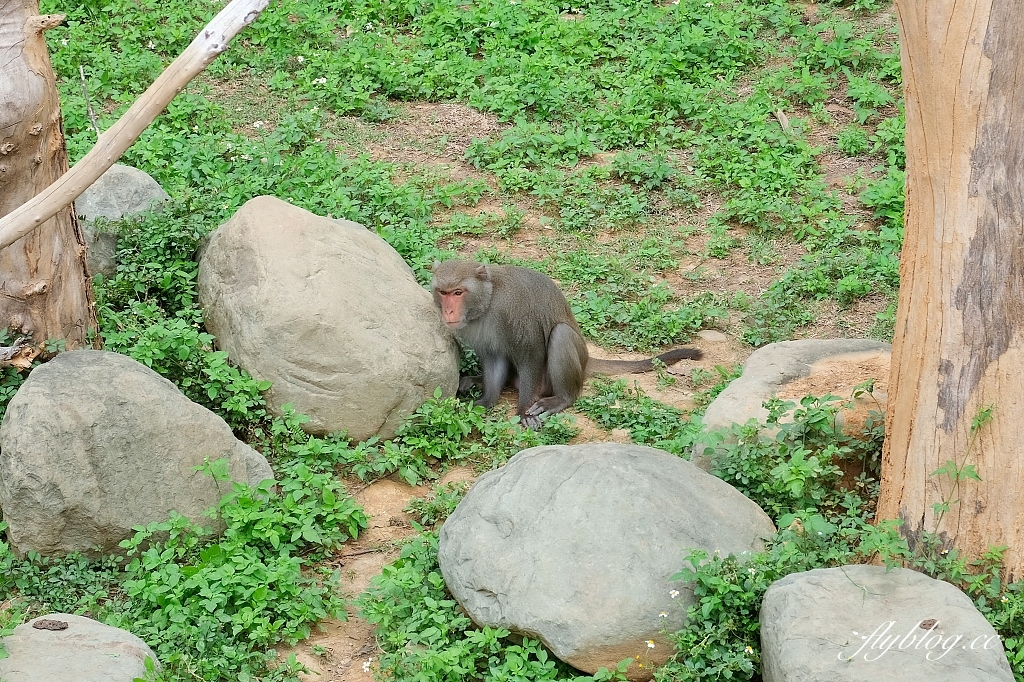 新竹東區｜新竹市立動物園．火車站步行15分鐘抵達，台灣現址最老的動物園 @飛天璇的口袋
