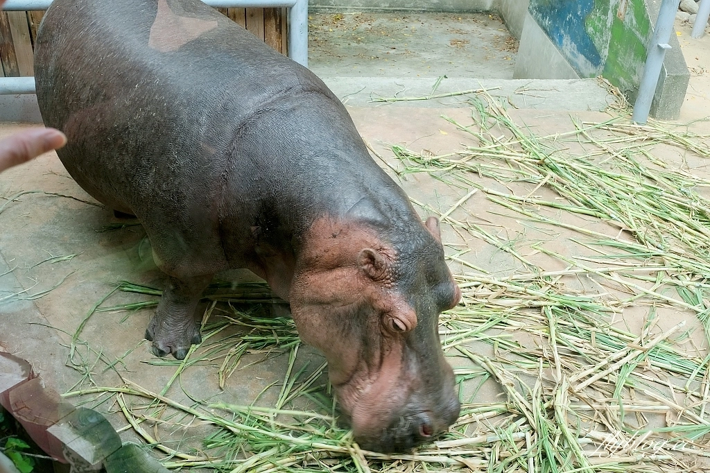 新竹東區｜新竹市立動物園．火車站步行15分鐘抵達，台灣現址最老的動物園 @飛天璇的口袋