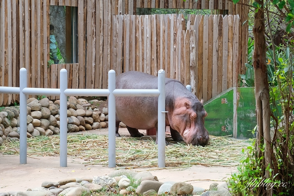 新竹東區｜新竹市立動物園．火車站步行15分鐘抵達，台灣現址最老的動物園 @飛天璇的口袋