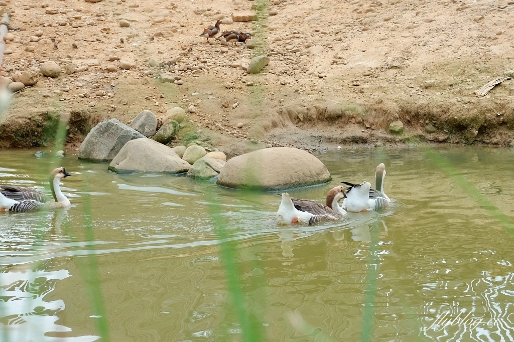 新竹東區｜新竹市立動物園．火車站步行15分鐘抵達，台灣現址最老的動物園 @飛天璇的口袋