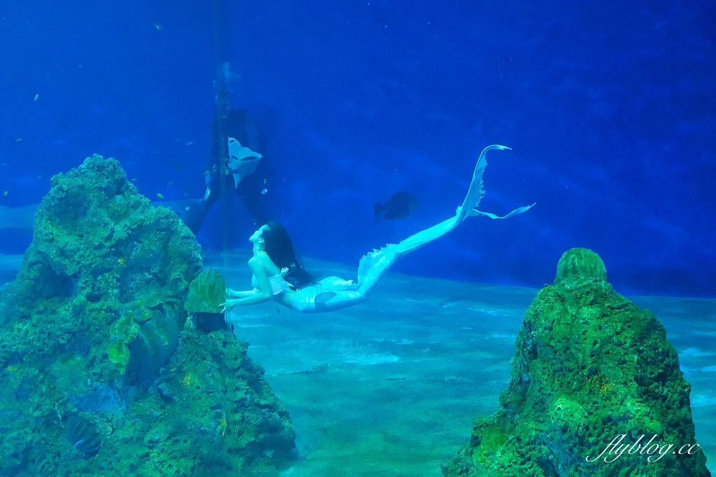 花蓮壽豐｜遠雄海洋公園．門票優惠及遊園攻略，必看美人魚秀和海豚秀 @飛天璇的口袋