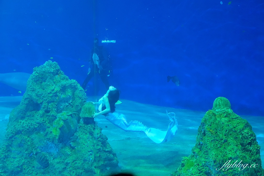 花蓮壽豐｜遠雄海洋公園．門票優惠及遊園攻略，必看美人魚秀和海豚秀 @飛天璇的口袋